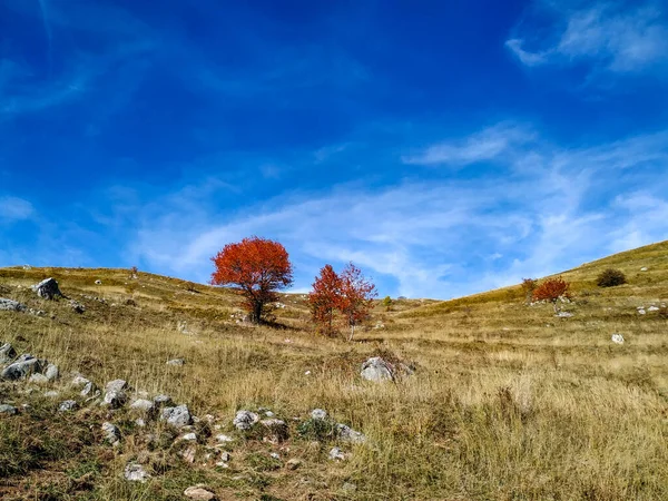 Одинокое красное дерево в осенней природе, посаженное на огромном травяном поле в дикой природе во время путешествия на открытом воздухе — стоковое фото