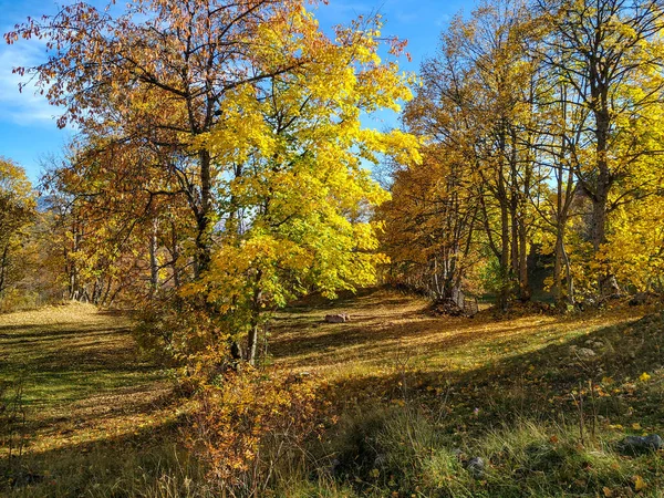 Heiteren Traum wie fantastische Wiese mit bunten goldenen Blättern bedeckt im Herbst Herbst Natur umgeben von majestätischen Bäumen und Wald auf einer fernen beruhigenden Landschaft — Stockfoto