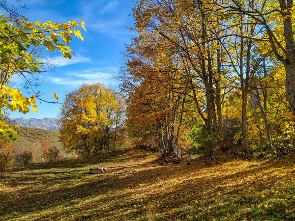Ruhige, friedliche Natur im wilden Wald mit bunten Bäumen und goldenen Blättern auf dem Boden, geschmückt mit Schatten auf einer phantasievollen Wiese im Herbst — Stockfoto