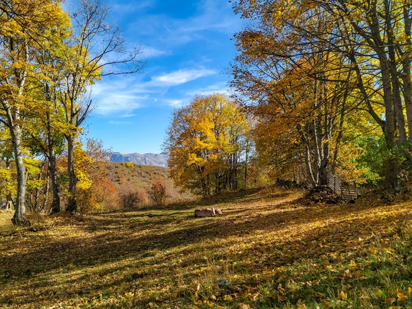 Meditieren in stressfreier Natur mit ruhiger und ruhiger Aussicht auf blauen Himmel, Bäume und schattige, mit Blättern bedeckte Wiesen, die man in der fernen, wilden Natur findet — Stockfoto