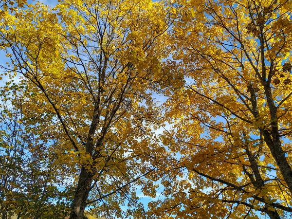 Золотисто-желтые листья на ветвях деревьев в качестве красивых мирных обоев в осенний осенний сезон изменения, найденные в диком лесу в сельской местности — стоковое фото