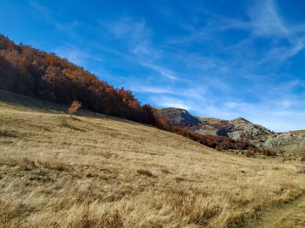 Bir sonbahar günündeki dağın tepeleri, yanında renkli ormanlarla dolu güzel mavi bir gökyüzünde eski çimlerle kaplıydı. — Stok fotoğraf