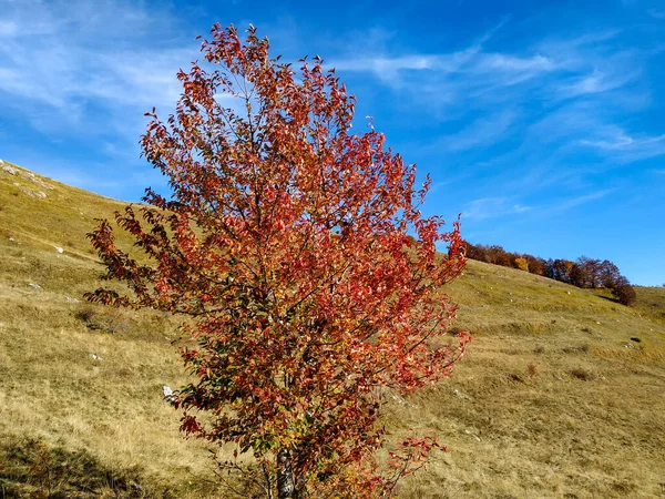 Bunte isolieren einsamen Baum auf einem grünen Grashügel bei schönem blauen Himmel Herbst Herbst Tag, der wechselnden Jahreszeiten — Stockfoto