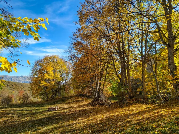 Fantasie Blick auf bunte schattige Wiese und Bäume im Naturwald während der Herbstsaison Wechsel für ruhige und stressfreie Tag — Stockfoto