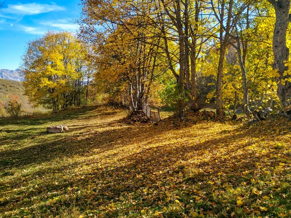 Heitere schattige Wiese bedeckt mit goldgelben Blättern, umgeben von bunten Bäumen, bei schönem blauem Himmel Herbsttag an frischer natürlicher Luft — Stockfoto