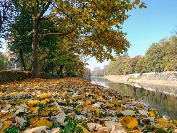 Bosna 'daki Saraybosna nehri üzerinde sarı sonbahar yaprakları ve etrafındaki ağaçlarla