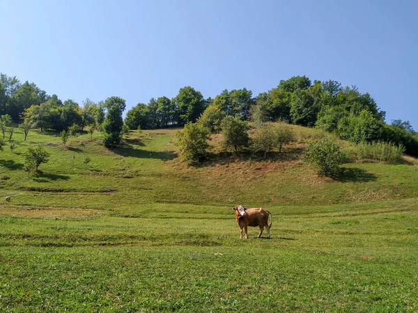 아름다운 외톨 이 암소가 농장 과 시골에서 발견되는 광활 한 푸른 초원에서 걷고 먹고 있다 — 스톡 사진