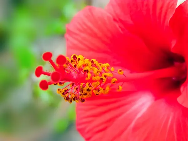 Virágpor és megbélyegzés, Hibiszkusz virág. — Stock Fotó