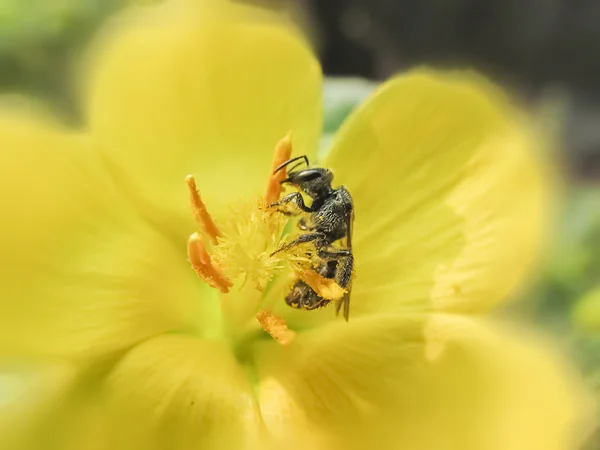 Медовая пчела охлаждает пищу по утрам . — стоковое фото