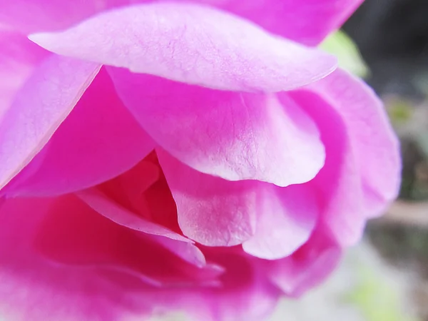 Rosa flor de muito perto  . — Fotografia de Stock