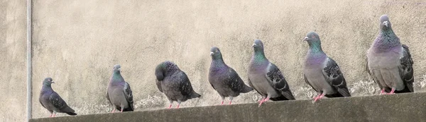 Gruppo dei piccioni seduti — Foto Stock