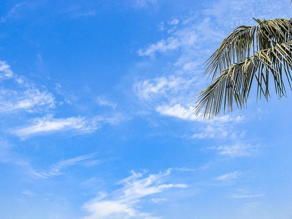 Кокосовые листья на голубом небе и белые облака — стоковое фото