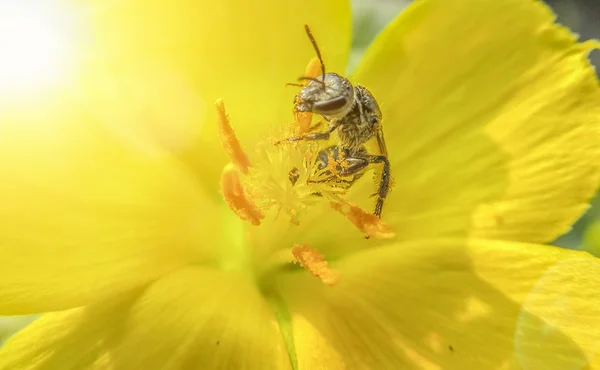 Wespe auf gelber Blume — Stockfoto