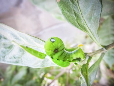 Caterpillar yeşil Kobra.