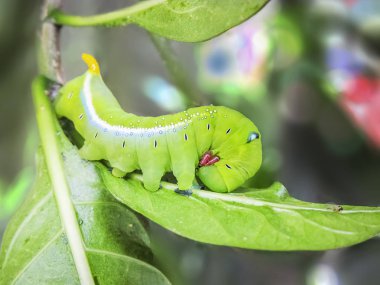 Caterpillar yeşil Kobra.