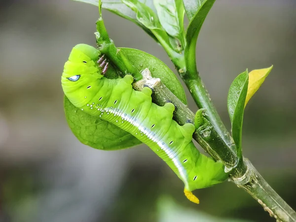 Caterpillar cobra verde em Macro. — Fotografia de Stock