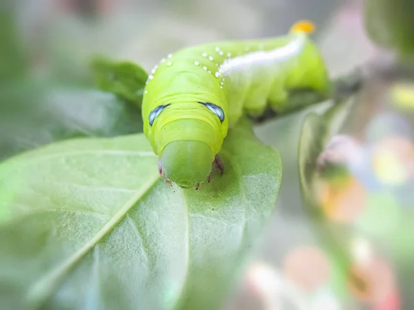 Πράσινη κόμπρα Caterpillar στο Μακρο. — Φωτογραφία Αρχείου