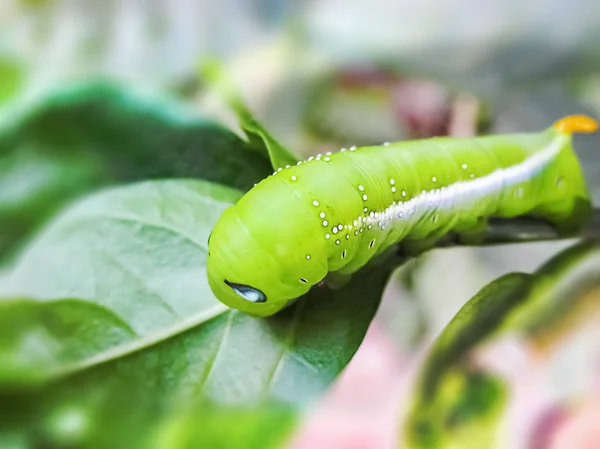 Grüne Kobra Raupe in Makro. — Stockfoto