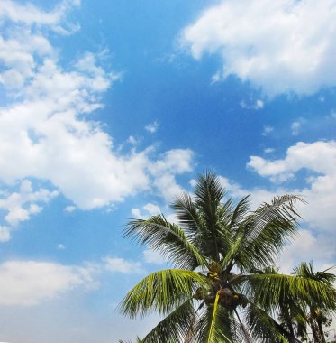 beyaz bulutlar mavi gökyüzü ve Hindistan cevizi ağaçları içinde.