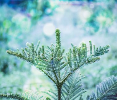 Soğuk havalarda Noel ağacı üst.