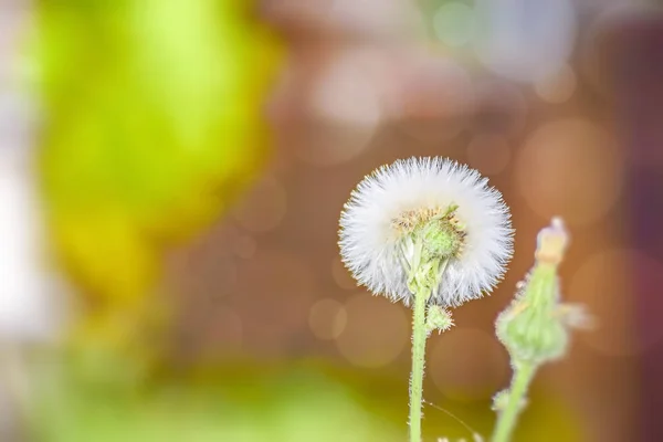 Flower of Dandelion a medicinal plant. — Stock Photo, Image