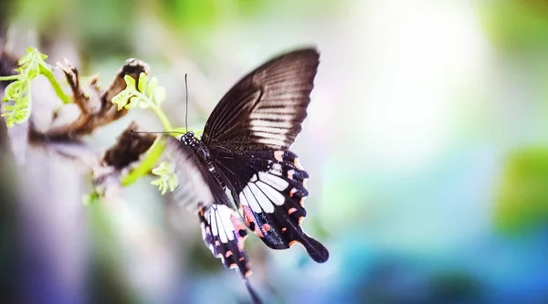 Papillon se demande ici et là . — Photo