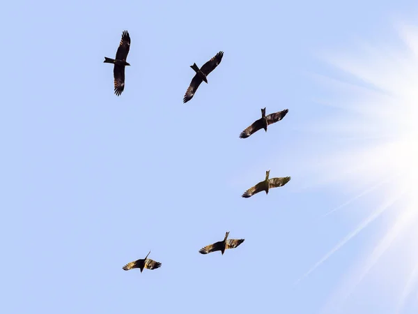 Indian Black Kite Flying Himlen Sökandet Efter Mat Mitten Dagen — Stockfoto