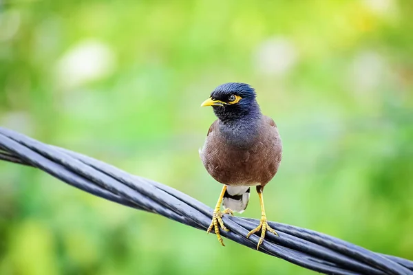 Commonindian Vogel Van Donkerbruine Kleur Met Geel Oog Zittend Kabel — Stockfoto