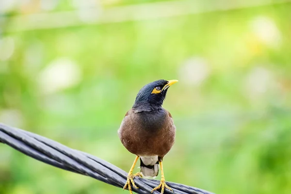 Commonindian Vogel Van Donkerbruine Kleur Met Geel Oog Zittend Kabel — Stockfoto