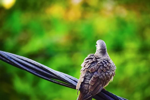 Indische Taube Sitzt Auf Dem Stromdraht Vor Der Grünen Naturkulisse — Stockfoto