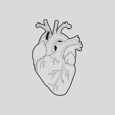 Human heart design over grey background vector illustration.