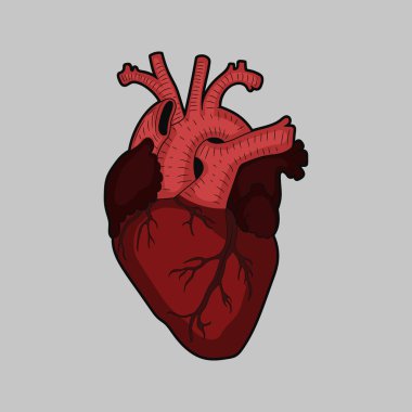 Vector illustration f red human heart on grey background. Isolated.