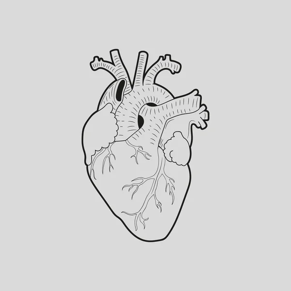 Diseño del corazón humano sobre ilustración vectorial de fondo gris . — Archivo Imágenes Vectoriales