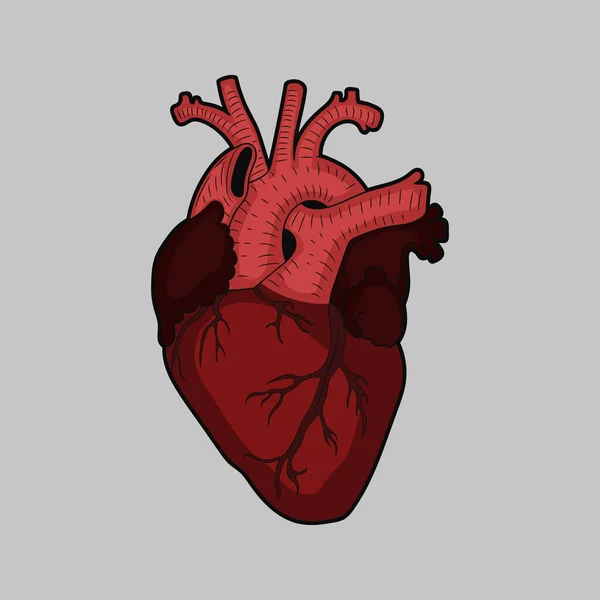 Ilustración vectorial del corazón humano rojo sobre fondo gris. Aislado . — Vector de stock