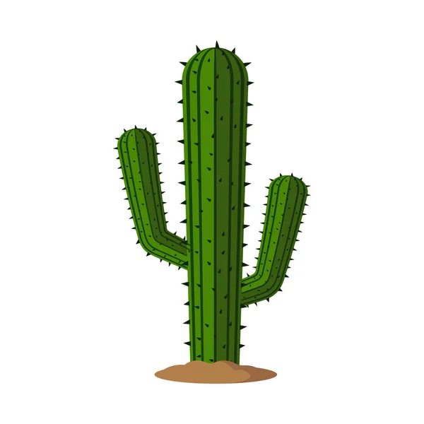 Illstration vectorielle du cactus sur fond blanc. Isolé . — Image vectorielle