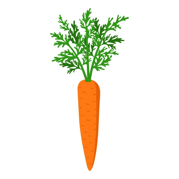 Vector illstration of carrot on white background. Isolated. — Stock Vector