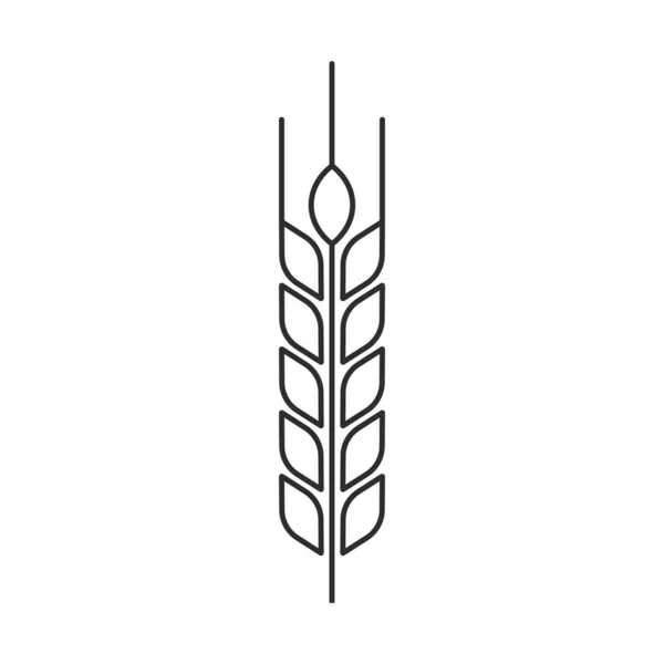 Vektorillustration des Weizenähren-Symbols. Umrissgestaltung. isoliert. — Stockvektor