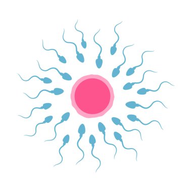 Spermatozoon ve yumurta çizimi. Vektör. İzole Edilmiş Bölüm 10.