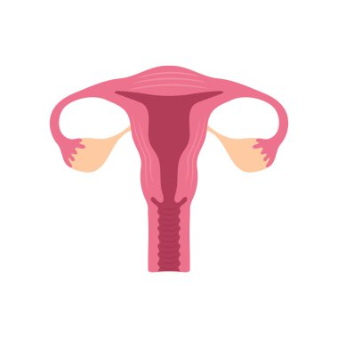 Vector illstration of uterus. Flat design. Isolated.
