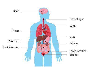 Vector illstration of intarnal organs. Flat design. Isolated.
