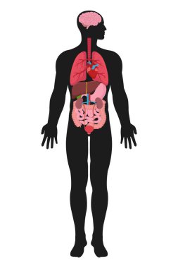 Vector illstration of anatomy. Flat design. Isolated.