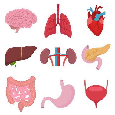 Vector illstration of human organs icon. Flat design. Isolated.