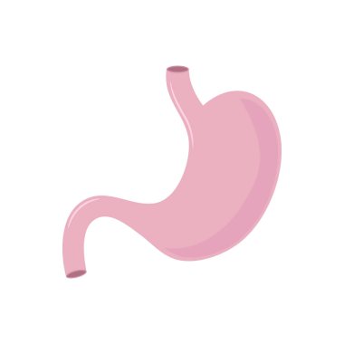 Vector illstration of stomach. Flat design. Isolated.