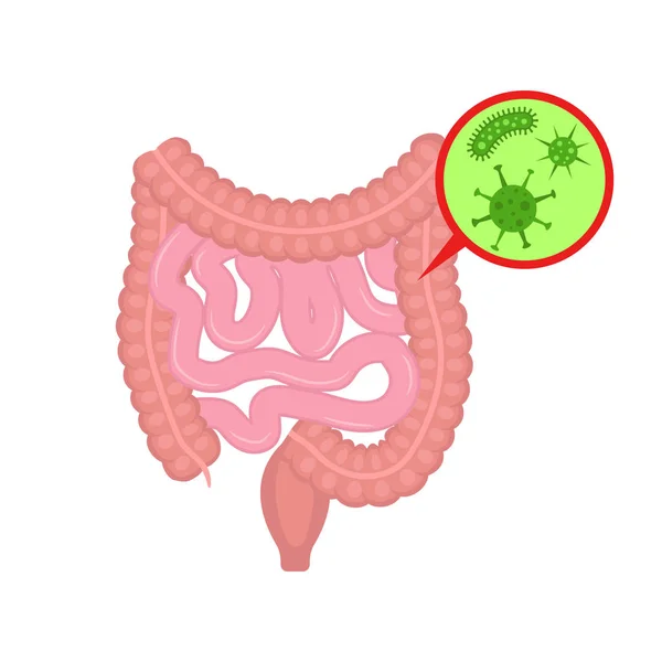 Vector illstration of intensine with bacteria. Flat design. Isolated. — Stock vektor