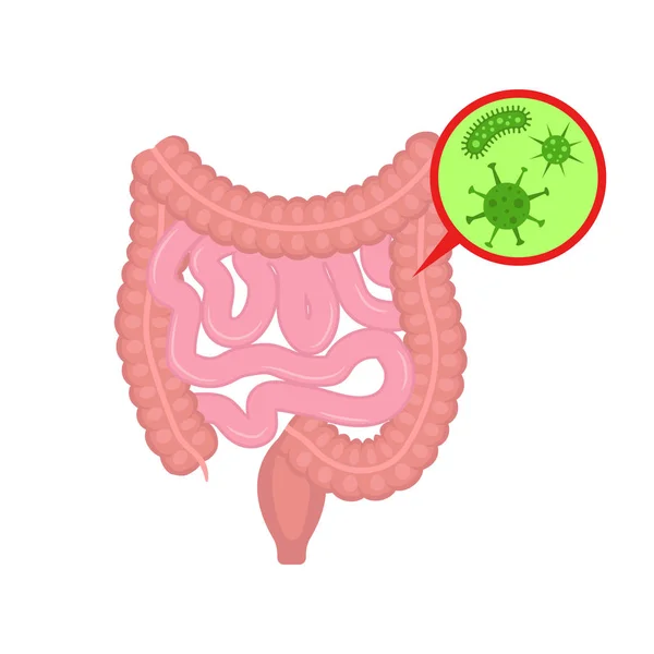 Ilustración vectorial de la intensina con bacterias. Diseño plano. Aislado . — Archivo Imágenes Vectoriales