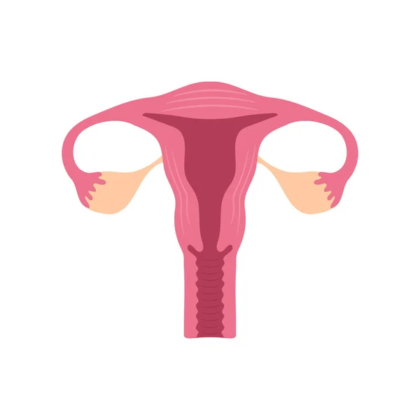 Vector illstration of uterus. Flat design. Isolated. — 图库矢量图片