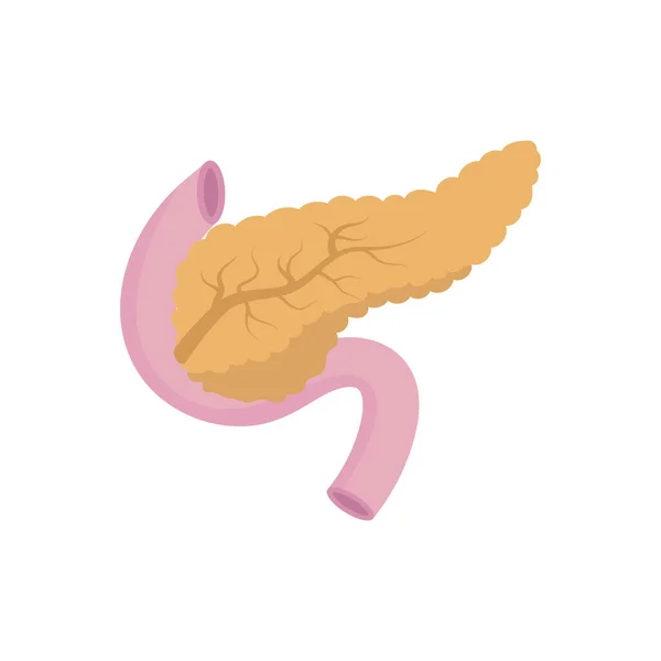 Vector illstration of pancreas . Flat design. Isolated. — ストックベクタ