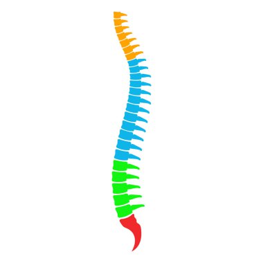 Vector illstration of spine icon on white background.