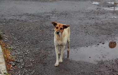 Evsiz köpekleri pozitif yolunu yitirmek köpek yürüyüş