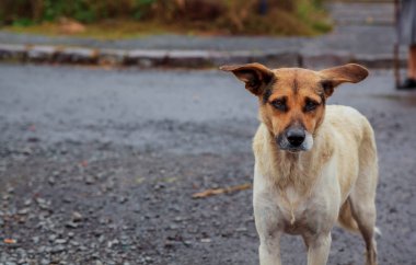 Evsiz köpekleri pozitif yolunu yitirmek köpek yürüyüş